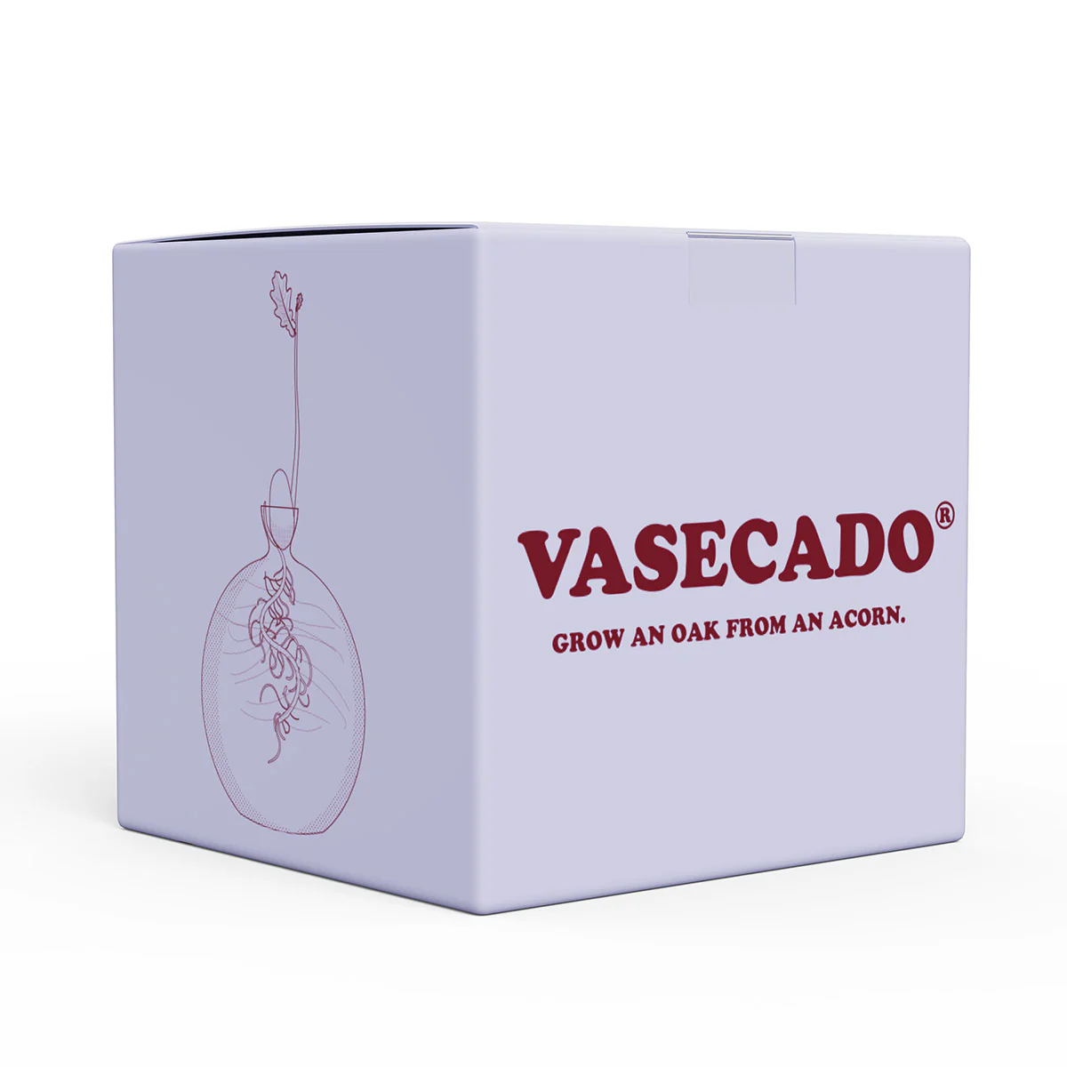 Vasecado® Acorn Seed Vase - Image 3