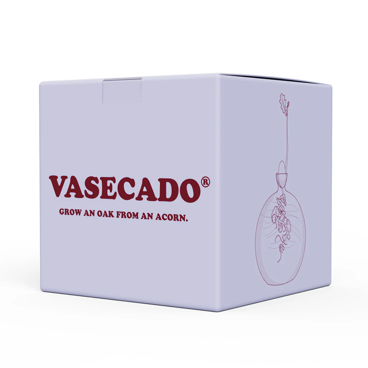 Vasecado® Acorn Seed Vase - Image 5