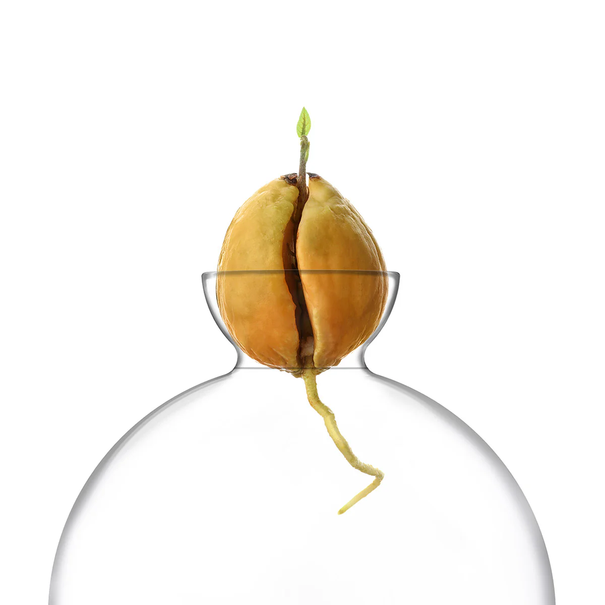 Vasecado® Avocado Seed Vase - Image 4