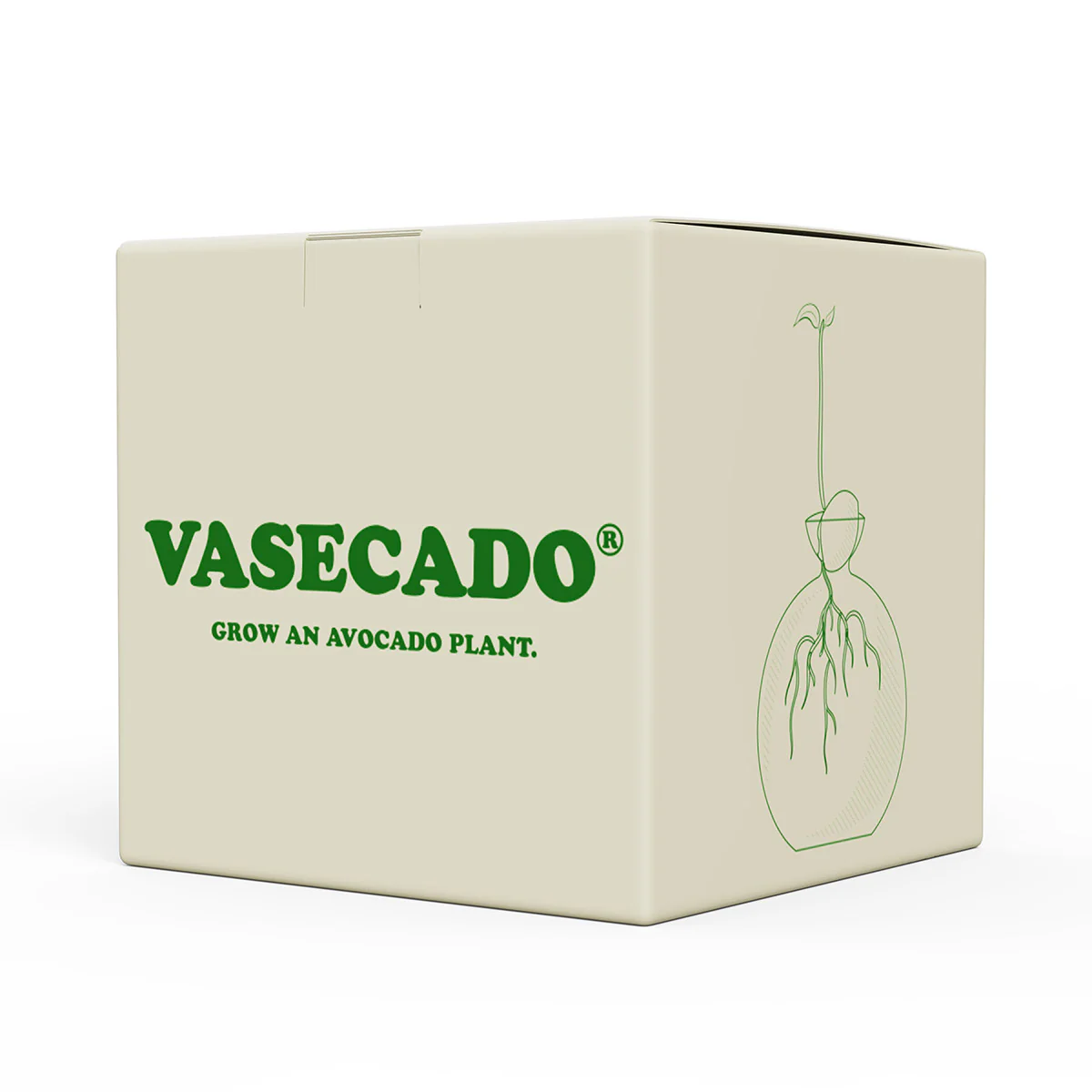 Vasecado® Avocado Seed Vase - Image 5